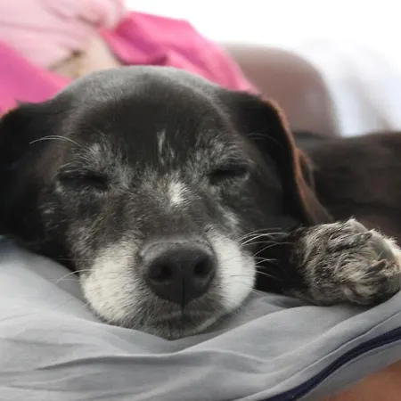 Licia * 西尼加利亚